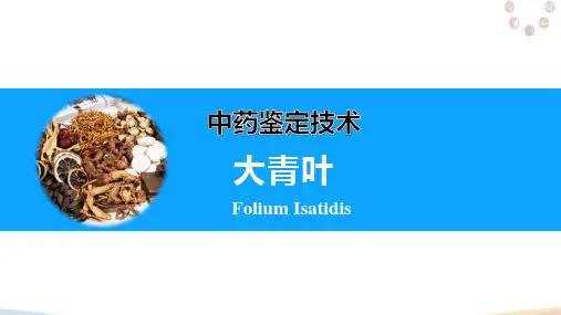 中药鉴定综合技能—叶类中药鉴定
