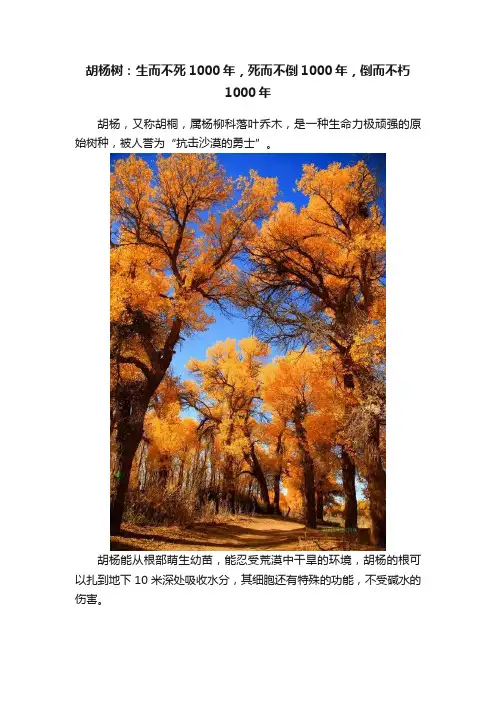 胡杨树：生而不死1000年，死而不倒1000年，倒而不朽1000年