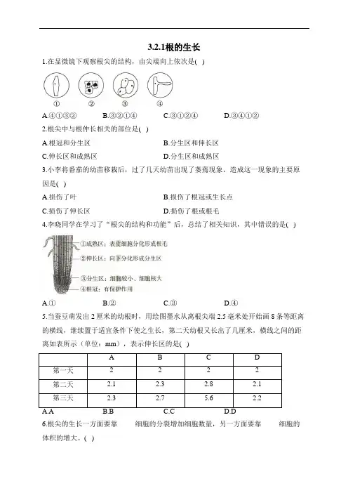 冀少版生物八年级上册同步练习3.2.1根的生长