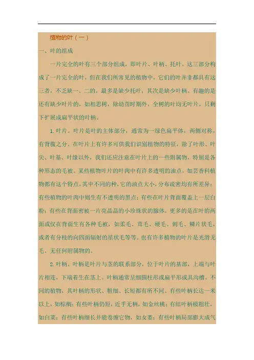 植物的叶