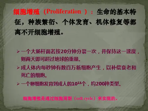 细胞周期与细胞分裂