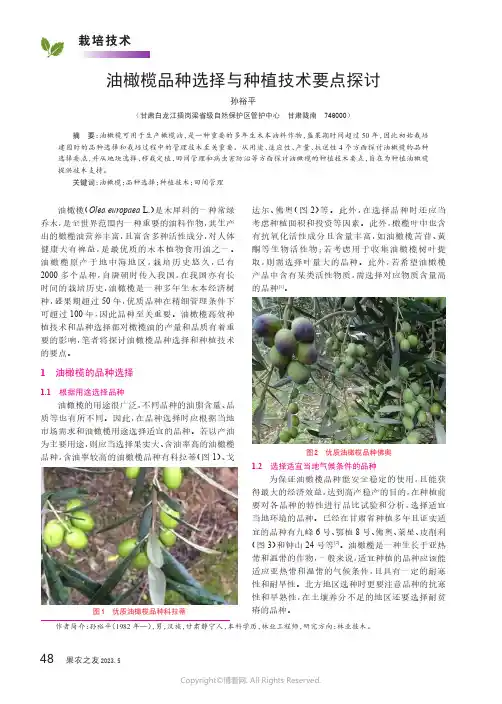 油橄榄品种选择与种植技术要点探讨