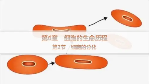 人教版高中生物学必修1精品课件 第6章 细胞的生命历程 第2节 细胞的分化