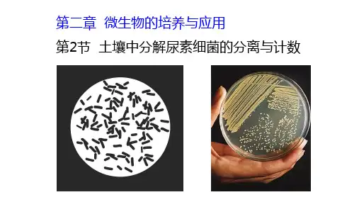 人教版生物选修一第二章第二节-土壤中分解尿素细菌的分离与计数