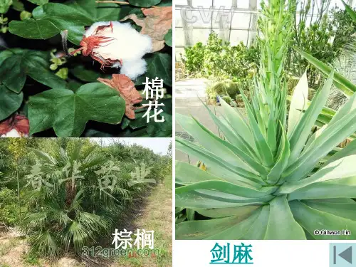 糖和脂质 课件  2021届高三高考生物一轮复习