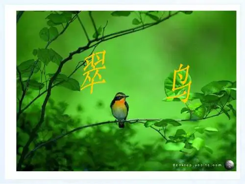 新课标人教版小学三年级语文下册：5、翠鸟PPT、优质教学课件