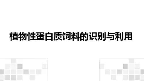 植物性蛋白质饲料的识别与利用课件(共54张PPT)《动物营养与饲料》
