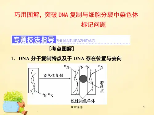 高三生物一轮复习 巧用图解,突破DNA复制与细胞分裂中染色体标记问题课件(必修2)