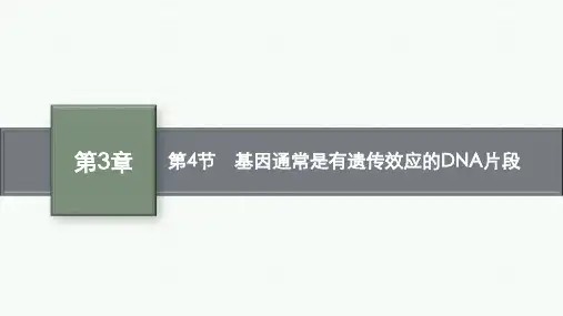 人教版高中生物学必修2精品课件 第3章 基因的本质 第4节 基因通常是有遗传效应的DNA片段 (3)