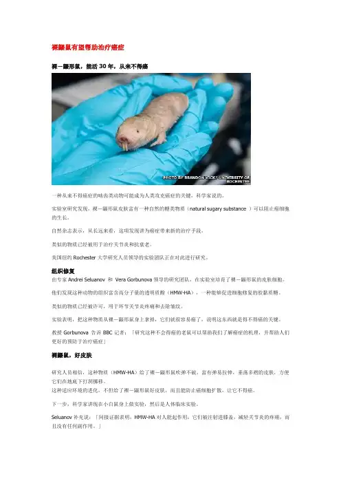 裸鼹鼠有望帮助治疗癌症