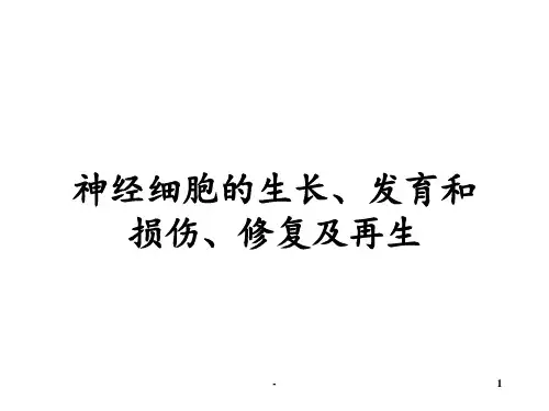 神经发育及可塑性ppt课件