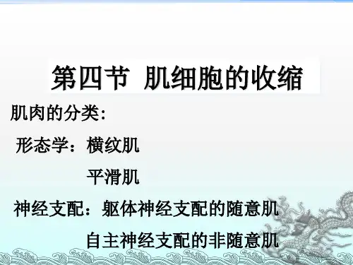 《肌肉收缩》PPT课件