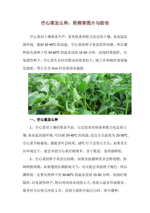 空心菜怎么种,附病害图片与防治