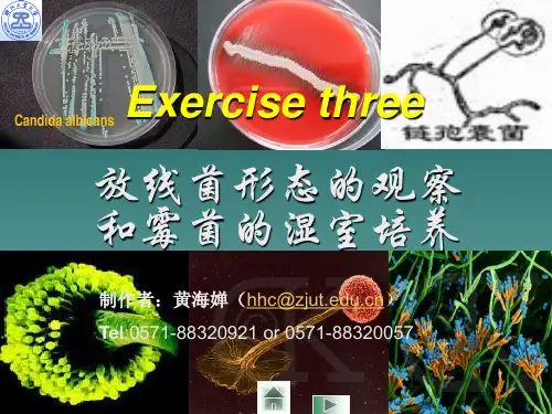 放线菌形态的观察和霉菌的湿室培养.ppt