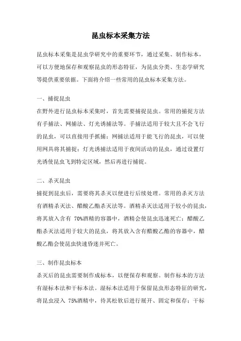 昆虫标本采集方法