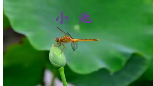  一年级下册语文课件-12 古诗二首 小池  人教部编版