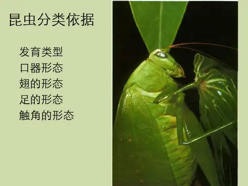 动物学实验七昆虫分类依据