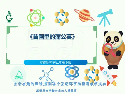 鄂教版科学五年级下册《苗圃里的蒲公英》