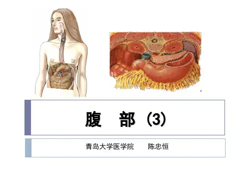 腹部横断层影像解剖
