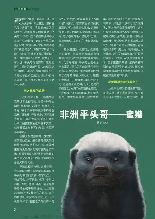 非洲平头哥——蜜獾