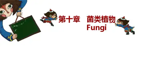 菌类植物概述