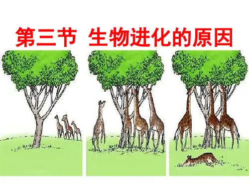生物进化的原因ppt