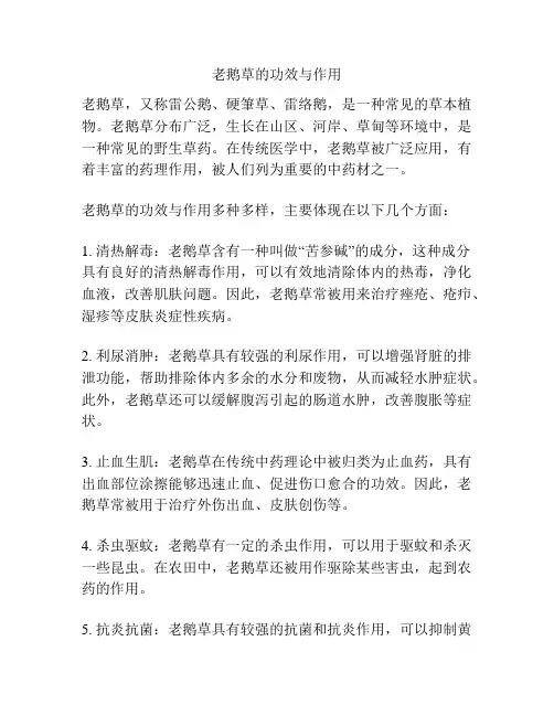 老鹅草的功效与作用