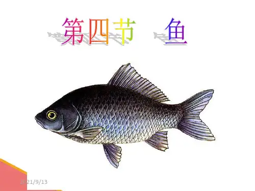 —人教版八年级生物上册课件5.1.4鱼(共22张PPT)