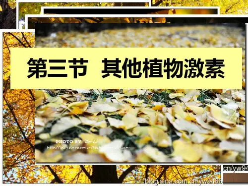 人教版高中生物必修三第3章第3节  其他植物激素  课件(共23张PPT)