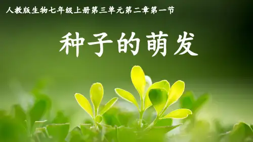 3.2.1种子的萌发(教学课件)-初中生物人教版七年级上册