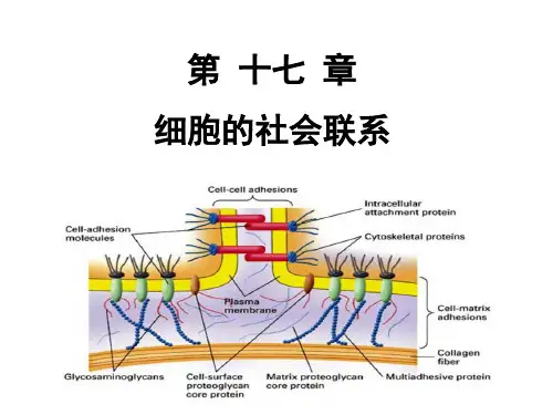 第十章细胞连接与细胞粘连