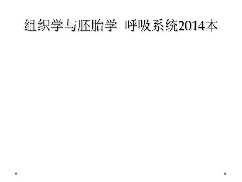 组织学与胚胎学  呼吸系统2014本