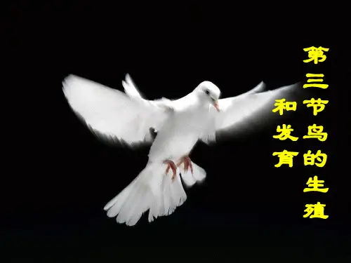 人教版-八年级生物下册-课件-第一章-第四节《鸟的生殖和发育1》(共32张PPT)