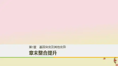 高中生物第五章基因突变及其他变异章末整合提升课件新人教版必修2