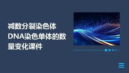 减数分裂染色体DNA染色单体的数量变化课件