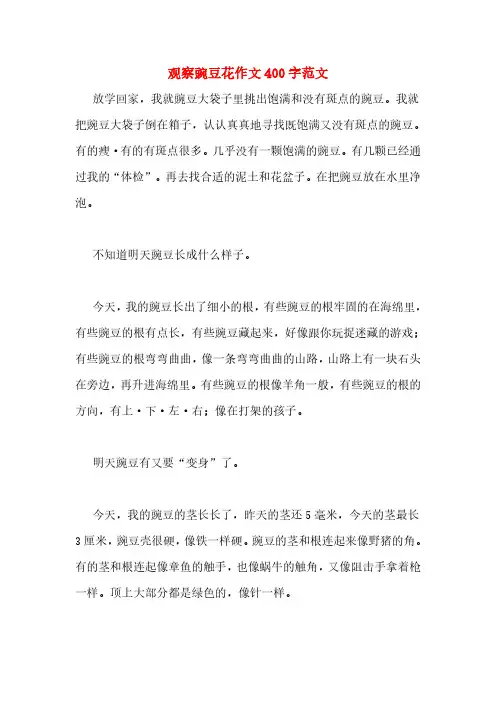 观察豌豆花作文400字范文