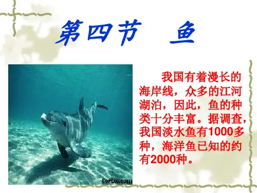 新人教版八年级生物《鱼》ppt课件