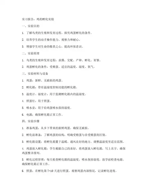 鸡的孵化实验实习报告