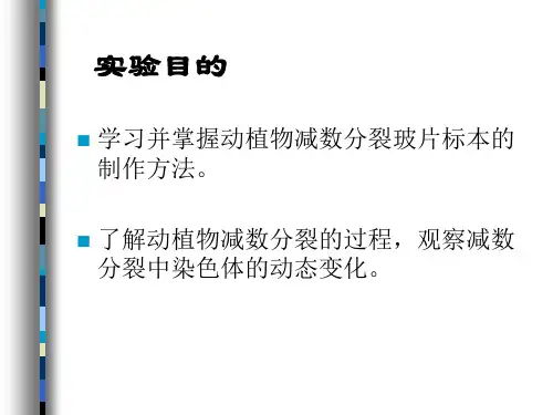 减数分裂观察教学提纲