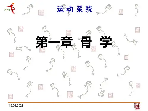 系统解剖学第一章-骨学