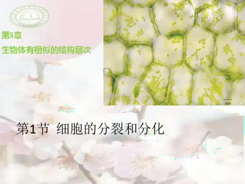 细胞的分裂和分化ppt课件