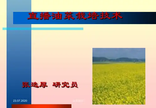 直播油菜栽培技术 ppt课件
