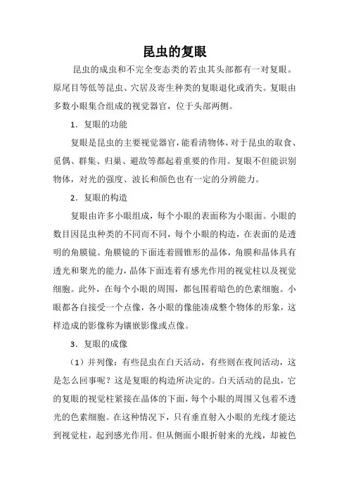 昆虫的复眼