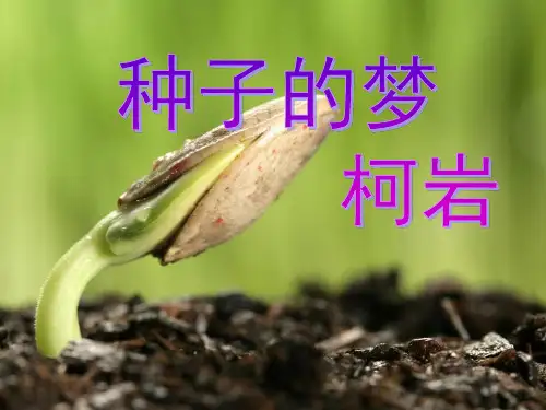 五年级下册语文优秀课件-5-2《种子的梦》北师大版 (共21张PPT)