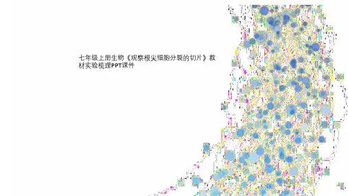 七年级上册生物《观察根尖细胞分裂的切片》教材实验梳理PPT课件
