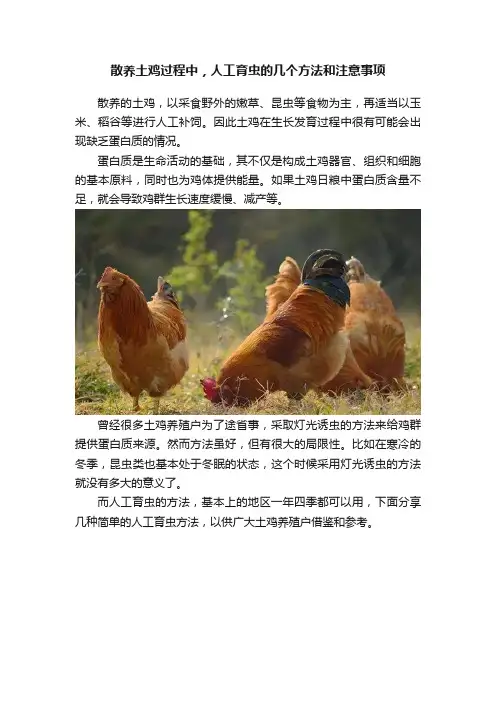 散养土鸡过程中，人工育虫的几个方法和注意事项