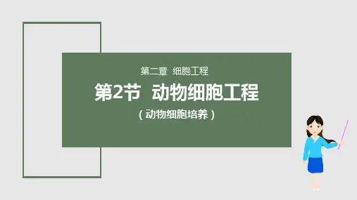2-2-1动物细胞培养(课件)——高中生物人教版(2019)选择性必修三