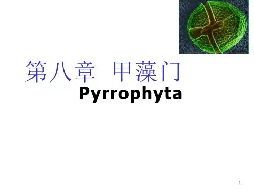 水生生物学第八章甲藻门课件