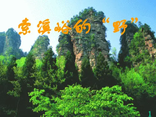 4索溪峪的野PPT课件