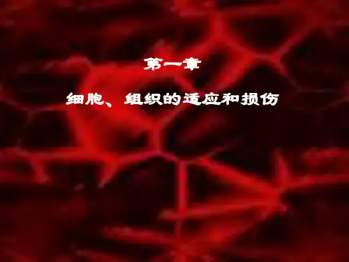 细胞组织损伤、适应与修复PPT演示文稿